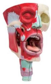 鼻、口、咽喉腔分解模型